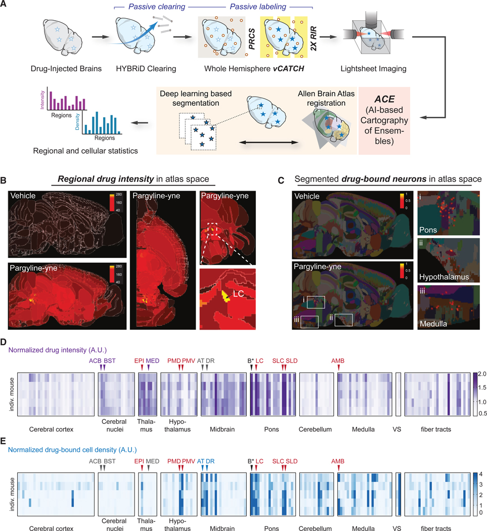 Mapping cellular targets of covalent cancer drugs in the entire mammalian body