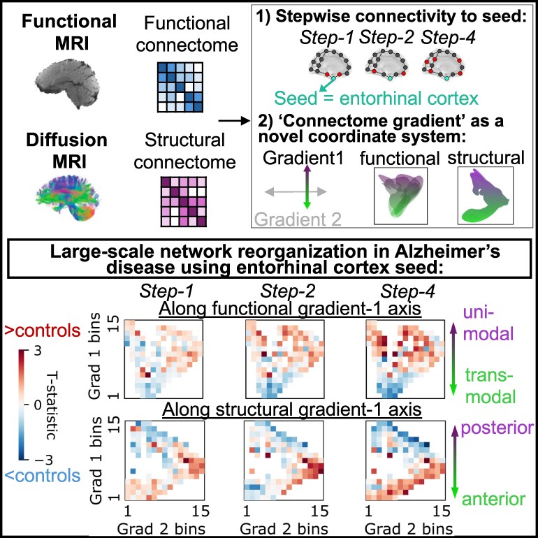 Stepwise connectivity of the entorhinal cortex along connectomic gradients in Alzheimer's disease
