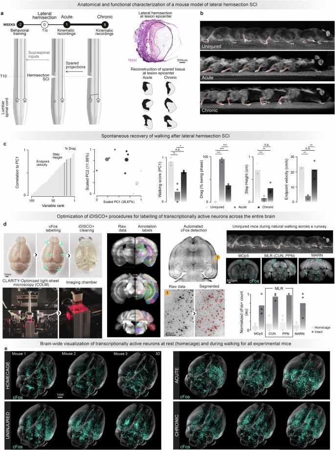 Hypothalamic deep brain stimulation augments walking after spinal cord injury