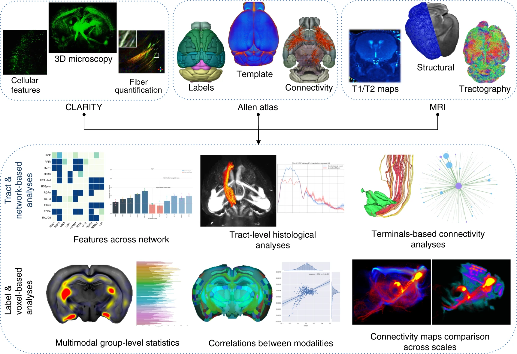 Multimodal image registration and connectivity analysis for integration of connectomic data from microscopy to MRI