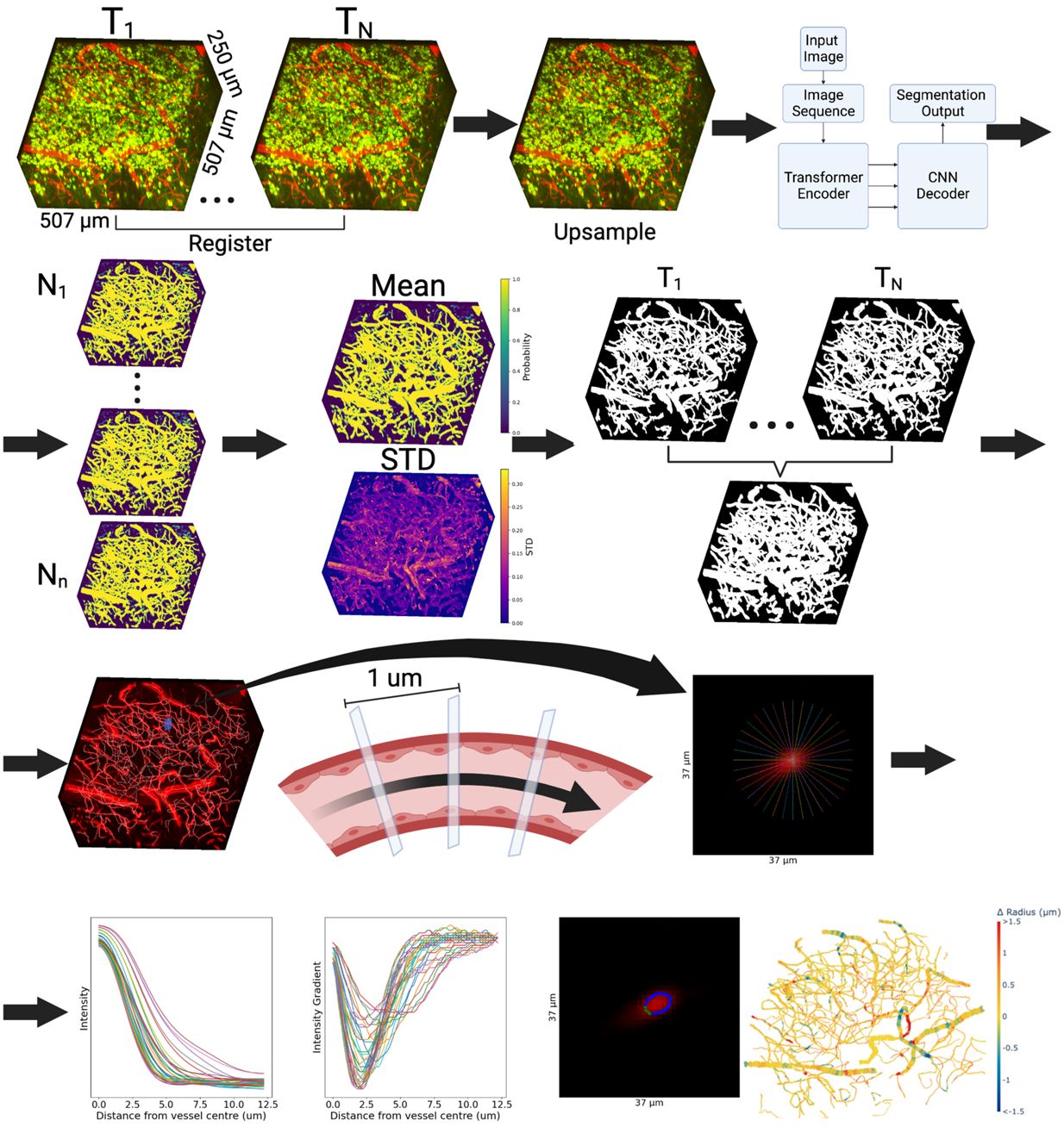 A deep learning pipeline for mapping in situ network-level neurovascular coupling in multi-photon fluorescence microscopy